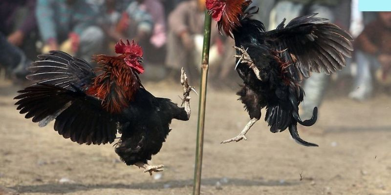 Một số điểm nổi bật khác tại sảnh cược đá gà i9BET